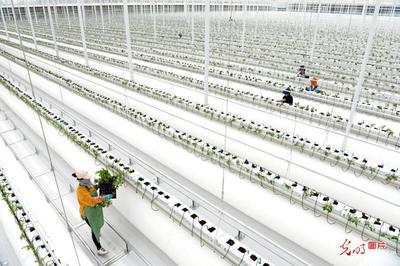 安徽淮南 智慧農業賦能產業升級，科技研發助推農民增收