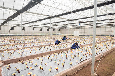 武義 科技賦能“武七味”公共品牌，引領農戶增收致富新篇章