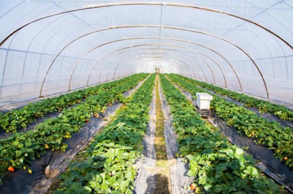 山東泰港數科集團 為農業插上科技的翅膀，引領農業科技研發新浪潮