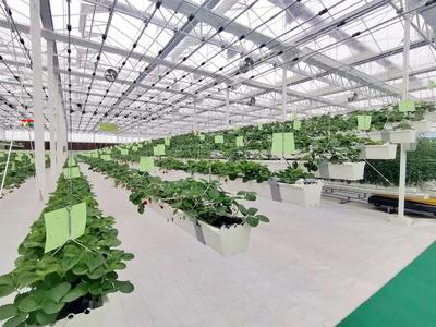 徐州豐縣 智慧興農打造富民“數字化作物工廠”