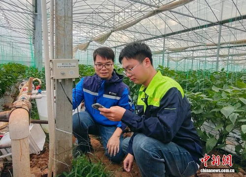 科技賦能新農人，廣西電信助力鄉村振興新篇章